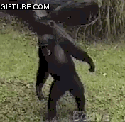 31865.gif