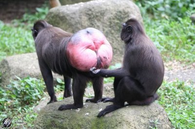 Baboons-Arse-Images-5.jpg
