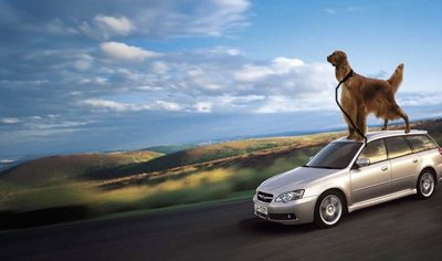 dog roof.jpg