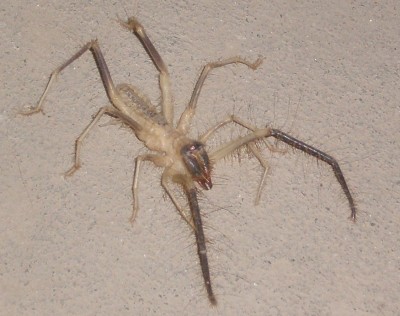 Camel spider.JPG