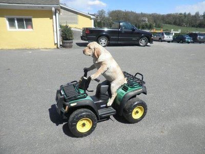A-Dog-Driving-An-ATV.JPG